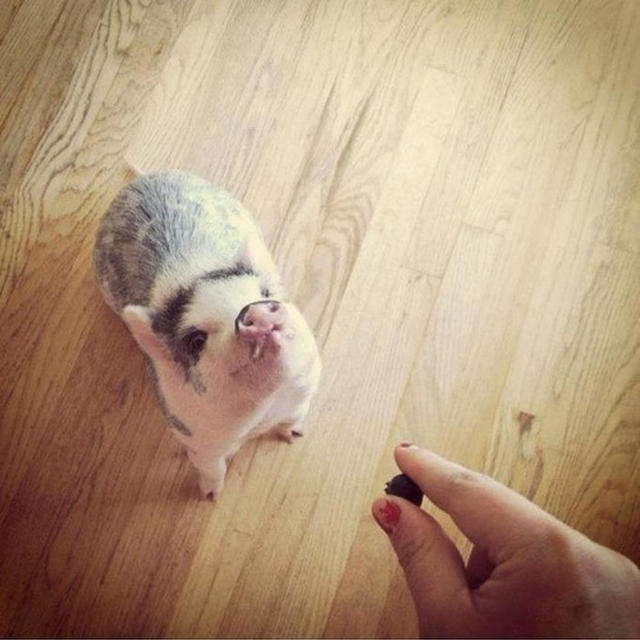 Oink!