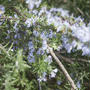 Small garden  春ですね