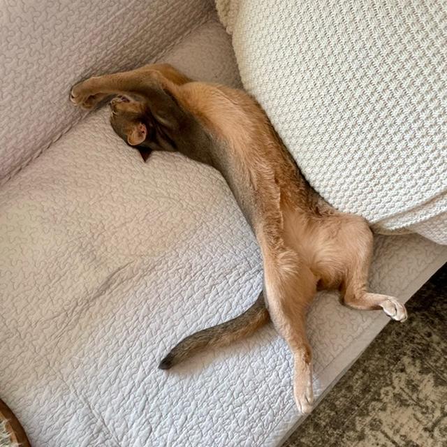 伸び伸びと寝てるなぁ(*´ω`*)