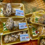 わたしの〇〇の秋は…ズバリ、食欲の秋！松茸の秋！