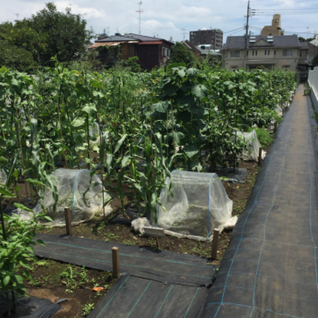 シェア畑でとうもろこし初収穫！「とうもろこしのかき揚げ」