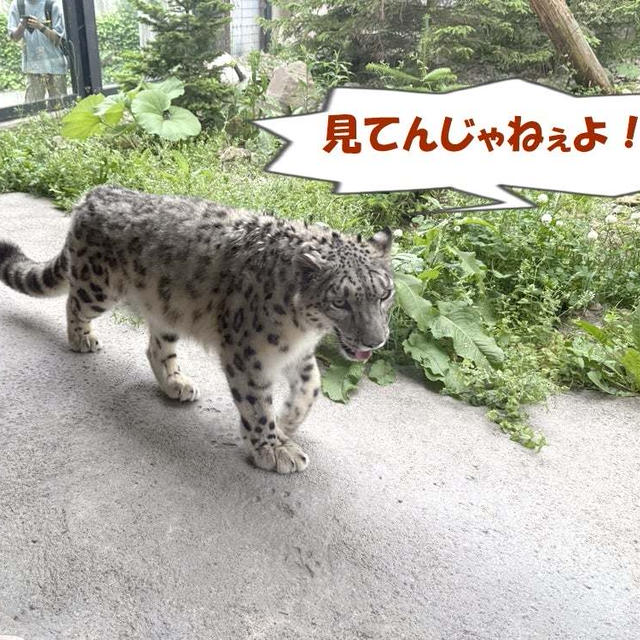 '25 六月の札幌 ～夏日の動物たち