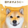 柴犬まるからの質問「幸せを感じる時って、どんな時？」