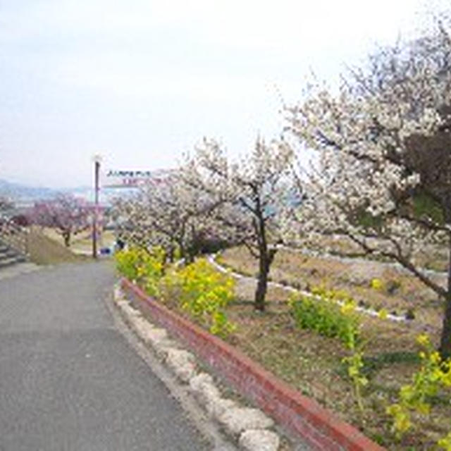 神崎の梅