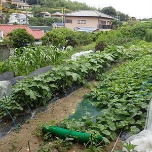 葉山のほほん農園 8月初旬 オクラのコンパニオンプランツ By 根岸農園さん レシピブログ 料理ブログのレシピ満載