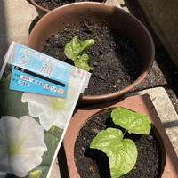 夕顔の花言葉は妖艶♡