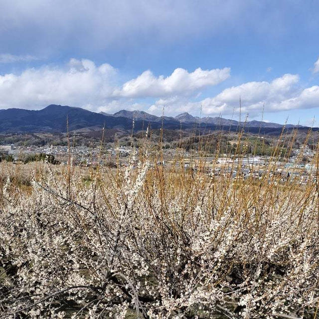 桜の前に梅のお花見　榛名梅林　高崎パスタも満喫！