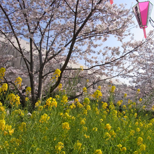 桜♪満開です♪