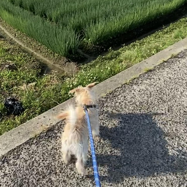 くおんの育児日記　夏が来る！