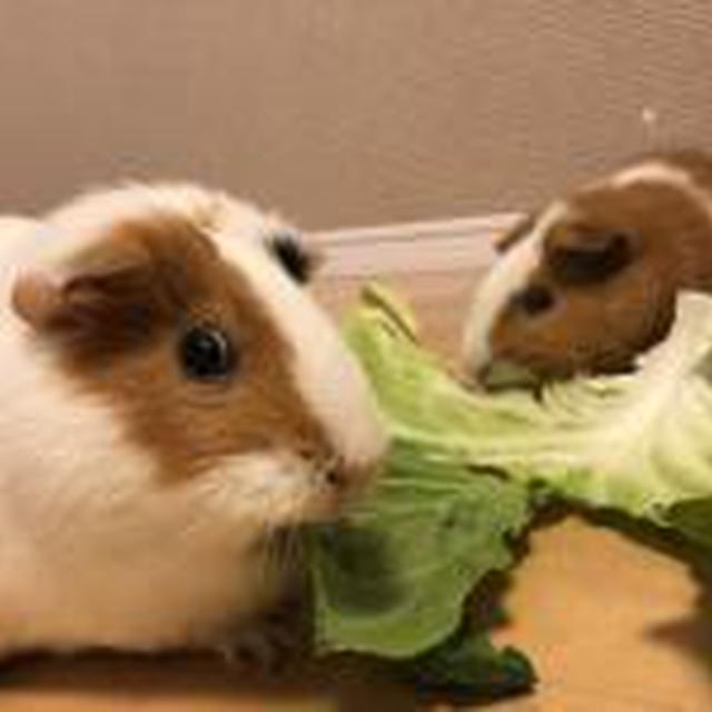 キャベツ大好き