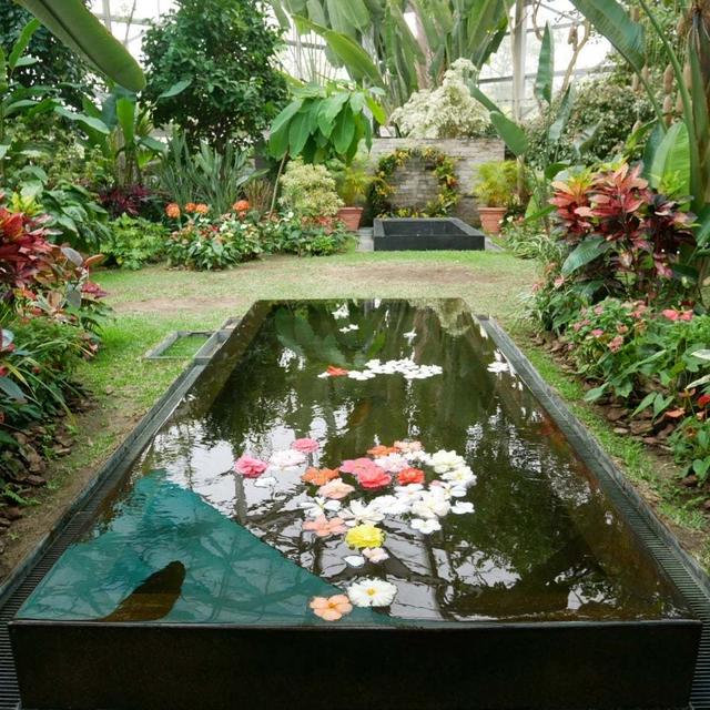 兵庫県フラワーセンターの温室最近撮った写真#ameba写真部