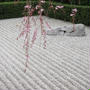 桜の京都・観光案内（2）妙心寺退蔵院から法堂、大庫裏へ