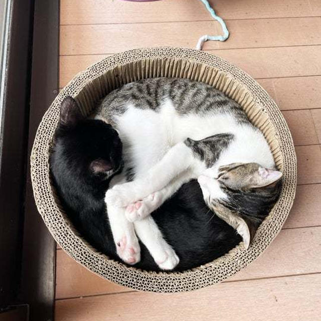 せませまガリガリサークル 〜はちとてん〜