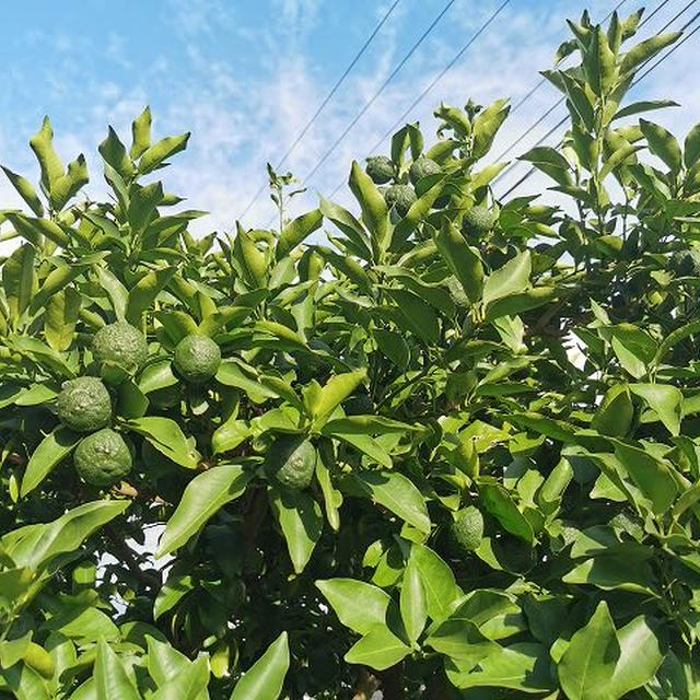 花柚子便り　その３