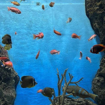 親子遠足（水族館）