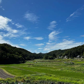 秋空～ようやく春キャベツ、大阪しろな、水菜、杓子菜種まき