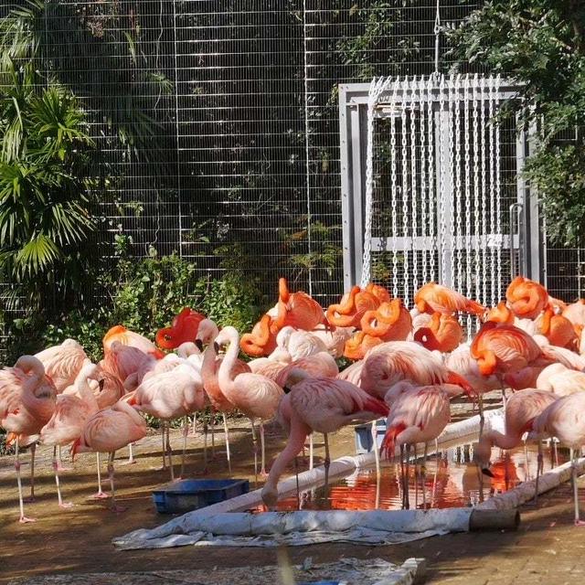 アドベンチャーワールドの動物園ゾーン#最近撮った写真は