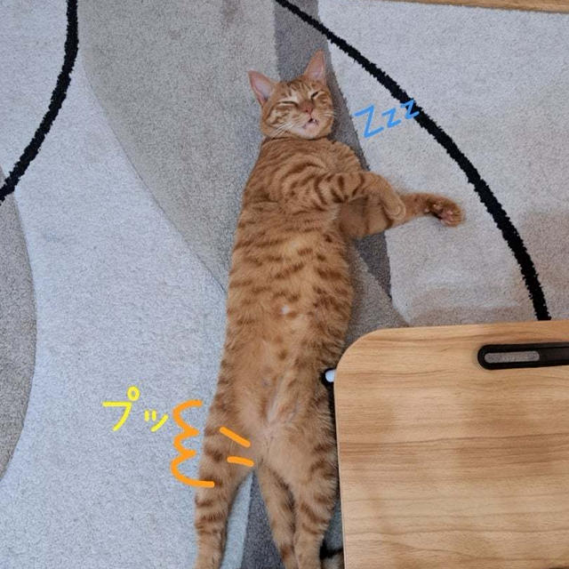 ネコのおならと長女の様子