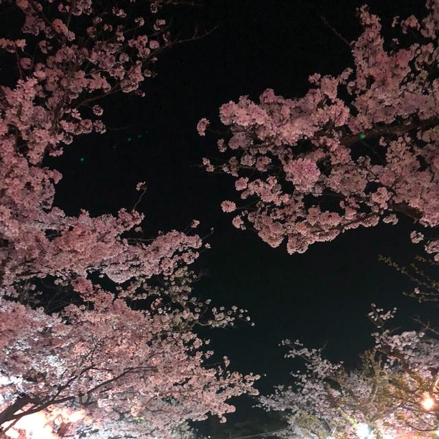 道後へ夜桜を見に。。