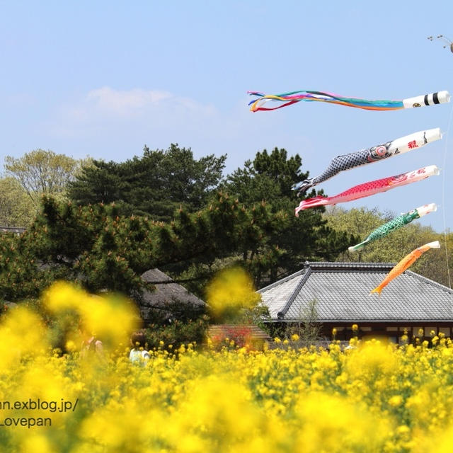 菜の花のある風景