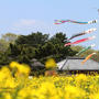 菜の花のある風景
