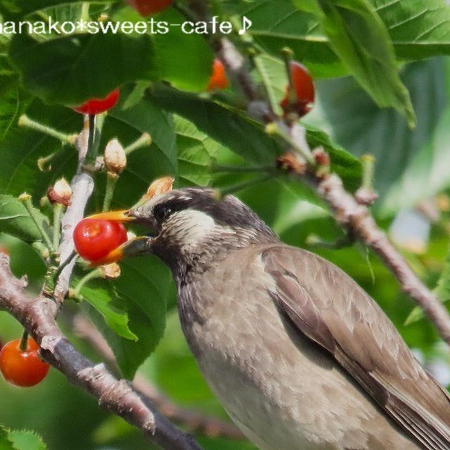＊サクランボを食べに来た一番鳥は？