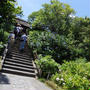 鎌倉ぶらり旅　イワガラミ特別公開中　東慶寺