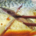 青魚が苦手な人でも食べやすい…鯖のカレー煮