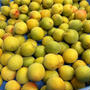 頂いた梅で！梅干しの梅漬け＆鶏ハムと新玉ねぎのサラダ♪