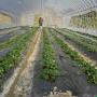イチゴ収穫間近