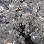 桜・さくら・サクラ　そして　樹来