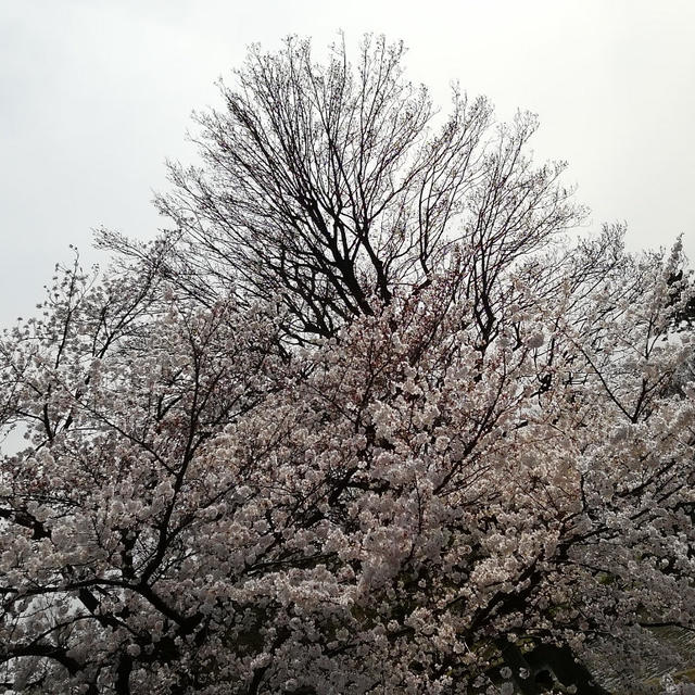 お花見