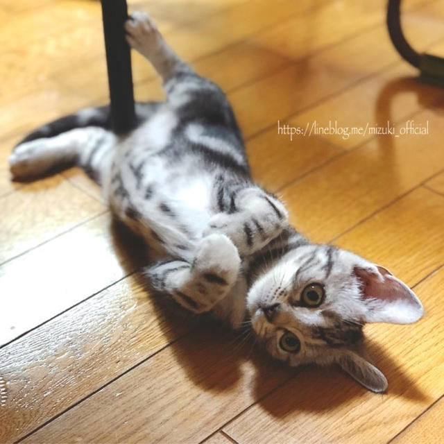 成長中【#猫】
