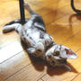 成長中【#猫】
