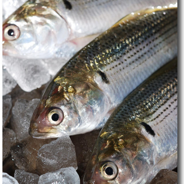 小鰭／こはだ .............. この魚は小さいほど価値が高い！