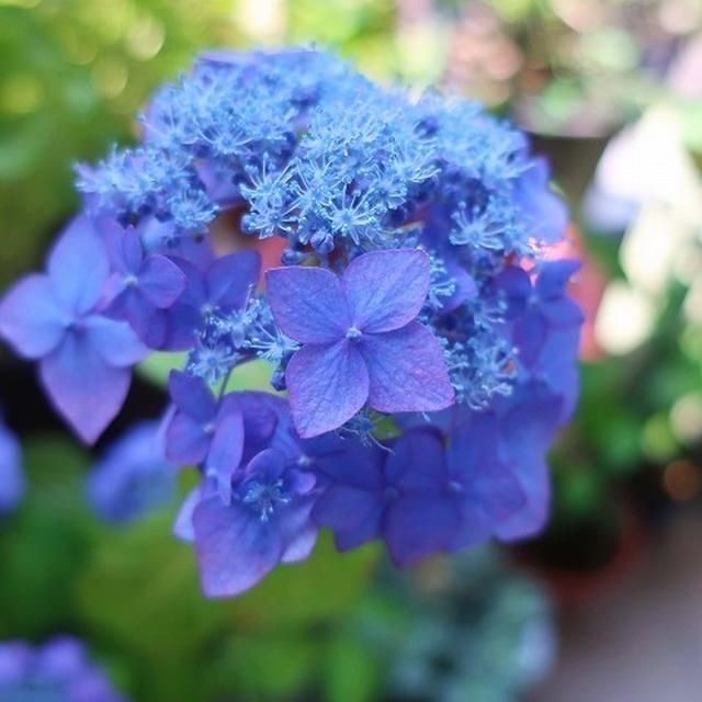 山紫陽花、咲きました♬