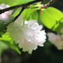 八重桜。桜の絨毯。大峰山と桜公園。レシピ掲載のお知らせ。