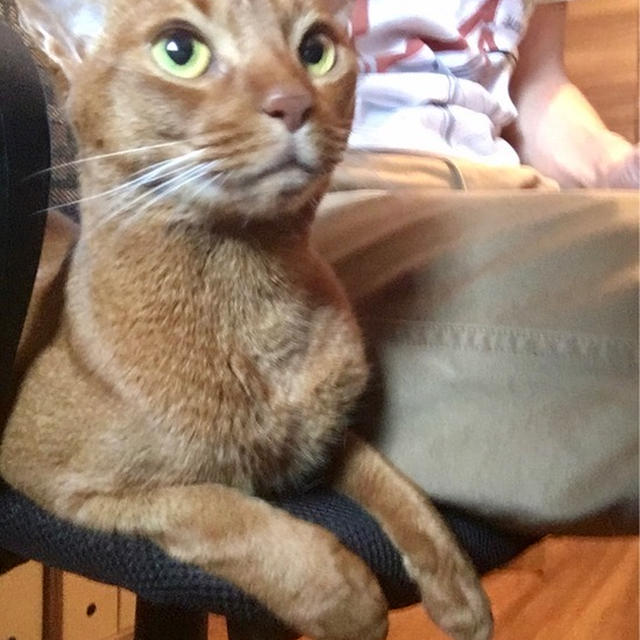 猫秘書さんが近い！