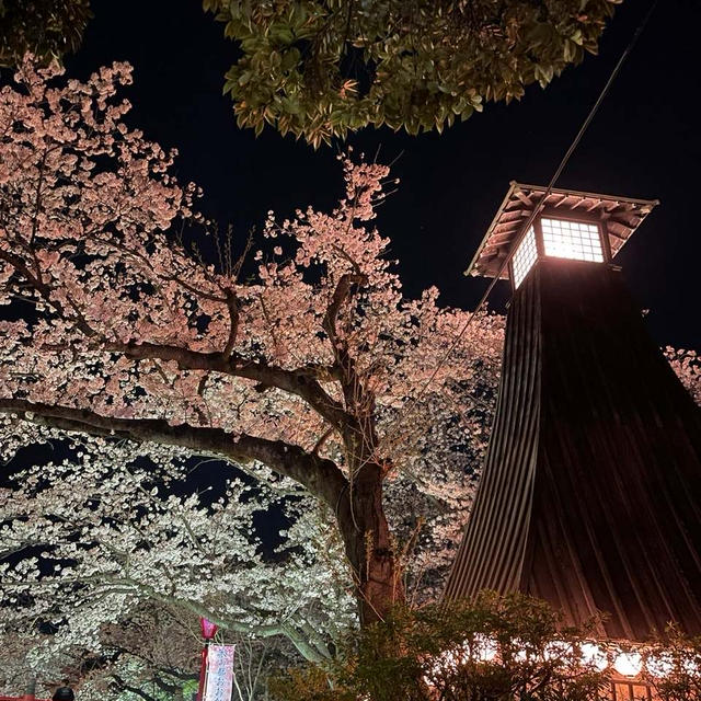 夜桜　