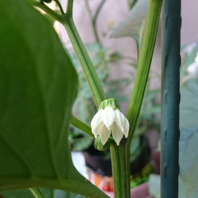 我が家のお野菜✨