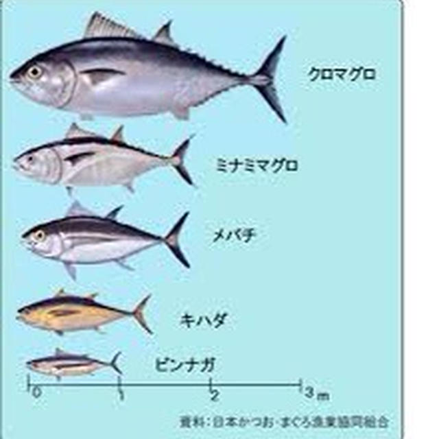 回転寿司に期待を込めて.....
