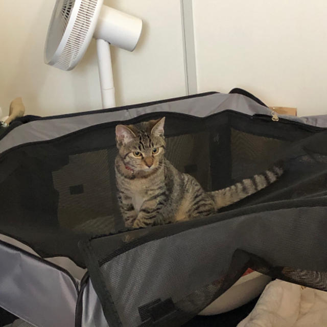 猫飼いはじめました。