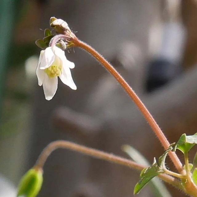 ヒメウズの花2023、最近撮った写真#ameba写真部