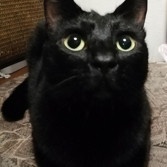 【小梅・さくら・桃之介通信】猫とInstagram
