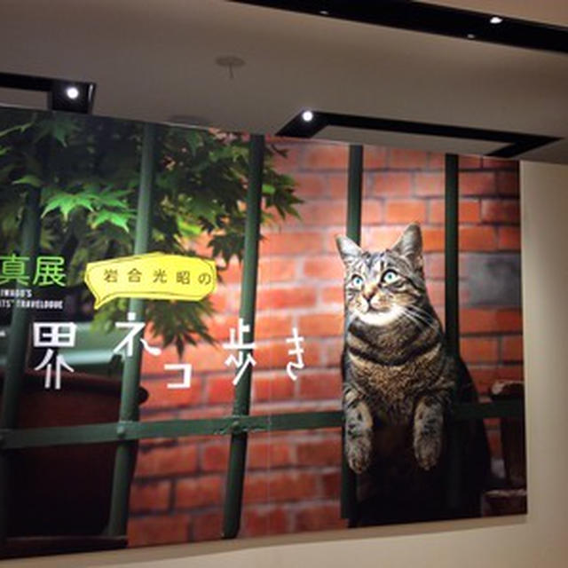 「岩合光昭の世ネコ歩き」＠阪急百貨店