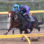 まさかの敗退〜ボロ負け有馬記念