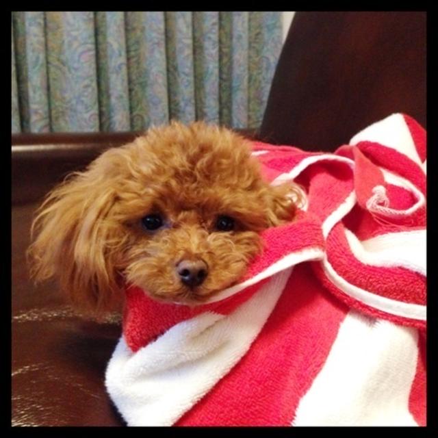 まめまめまーめまめまめまーめ