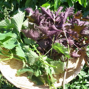 シソ栽培 花が咲きました 花穂 穂紫蘇の収穫時期と食べ方レシピ By 根岸農園さん レシピブログ 料理ブログのレシピ満載