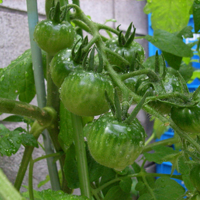 我が家の野菜！