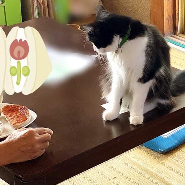 朝の風景〜ピコ太郎バージョン〜